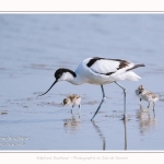 Avocette_24_05_2017_070-border