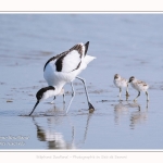 Avocette_24_05_2017_072-border