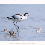 Avocette_24_05_2017_074-border