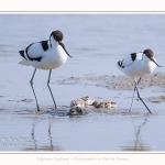 Avocette_24_05_2017_077-border