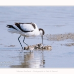 Avocette_24_05_2017_078-border