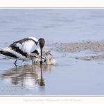 Avocette_24_05_2017_079-border