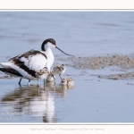 Avocette_24_05_2017_082-border