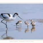 Avocette_24_05_2017_090-border