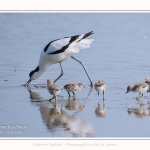 Avocette_24_05_2017_095-border