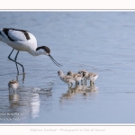 Avocette_24_05_2017_101-border