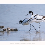 Avocette_24_05_2017_107-border