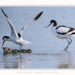 Avocette_24_05_2017_108-border