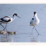 Avocette_24_05_2017_110-border