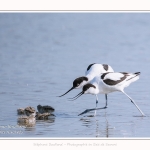 Avocette_24_05_2017_111-border