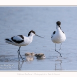 Avocette_24_05_2017_112-border