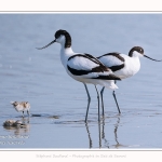 Avocette_24_05_2017_117-border