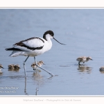Avocette_24_05_2017_118-border