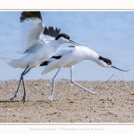 Avocette_24_05_2017_121-border