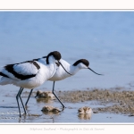 Avocette_24_05_2017_126-border