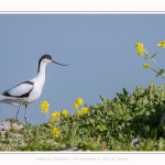 Avocette_24_05_2017_135-border