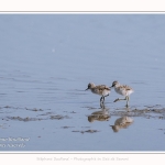 Avocette_24_05_2017_143-border