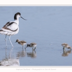 Avocette_24_05_2017_144-border