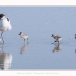 Avocette_24_05_2017_145-border