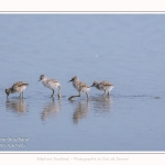 Avocette_24_05_2017_146-border