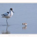 Avocette_24_05_2017_148-border