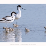 Avocette_24_05_2017_149-border