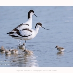 Avocette_24_05_2017_151-border