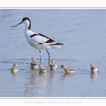 Avocette_24_05_2017_153-border