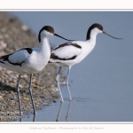 Avocette_24_05_2017_156-border