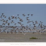Canard_colvert_11_09_2016_007-border