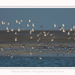 Huitriers_pies_24_09_2016_003-border
