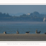 Phoques_11_09_2016_012-border