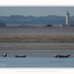 Phoques_11_09_2016_020-border