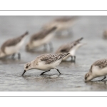 Bécasseau sanderling (Calidris alba - Sanderling) sur la plage de Quend