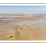 Entraînement de chevaux en baie de Somme