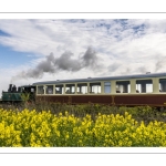 Le petit train de la baie de Somme dans les colza en fleur