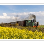 Le petit train de la baie de Somme dans les colza en fleur