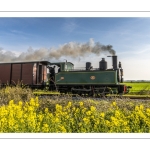 Le petit train de la baie de Somme dans les colza en fleur