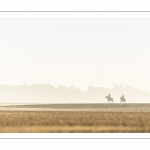 Cavalières en promenade dans la baie à marée basse (Baie de Somme)