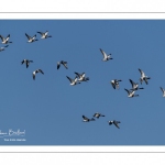 Passage de Tadornes de Belon (Tadorna tadorna, Common Shelduck) dans le ciel de la réserve naturelle de la baie de Somme