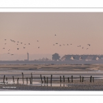 Passage de Tadornes de Belon (Tadorna tadorna, Common Shelduck) face au Hourdel dans la réserve naturelle de la baie de Somme