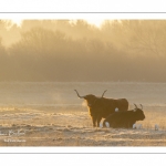 Vaches écossaises Highland Cattle dans une pâture gelée au petit matin en hiver