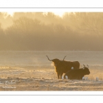 Vaches écossaises Highland Cattle dans une pâture gelée au petit matin en hiver