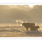 Vaches écossaises Highland Cattle dans une pâture gelée au petit matin en hiver