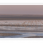 Vol de bécasseaux variables (Calidris alpina, Dunlin) dans la réserve naturelle de la Baie de Somme