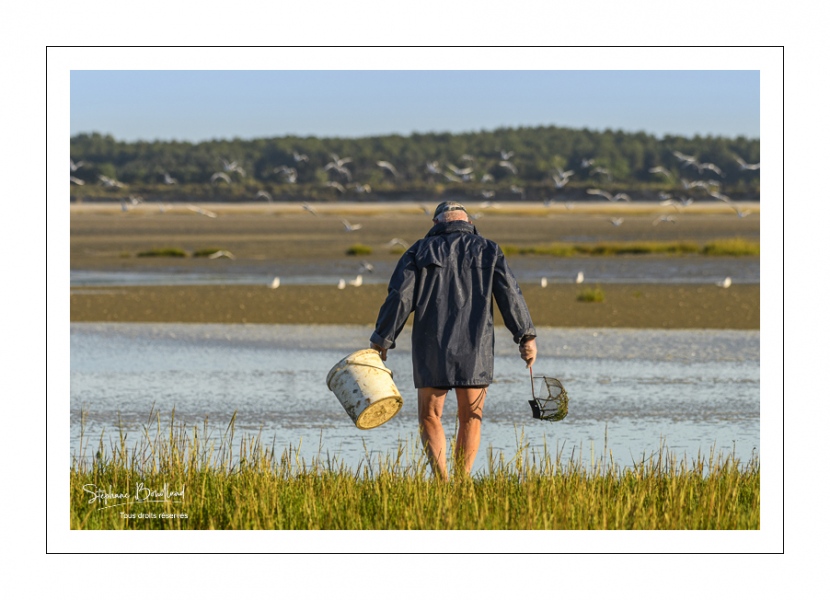 Pêcheur à pied cueillant de la salicorne