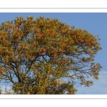 Argousier (Hippophae rhamnoides L.) et ses baies