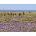 un groupe de scouts traversent les lilas de mer