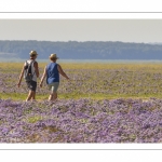 un couple de promeneurs traversent les lilas de mer