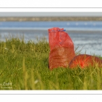 Pêcheur à pied cueillant de la salicorne